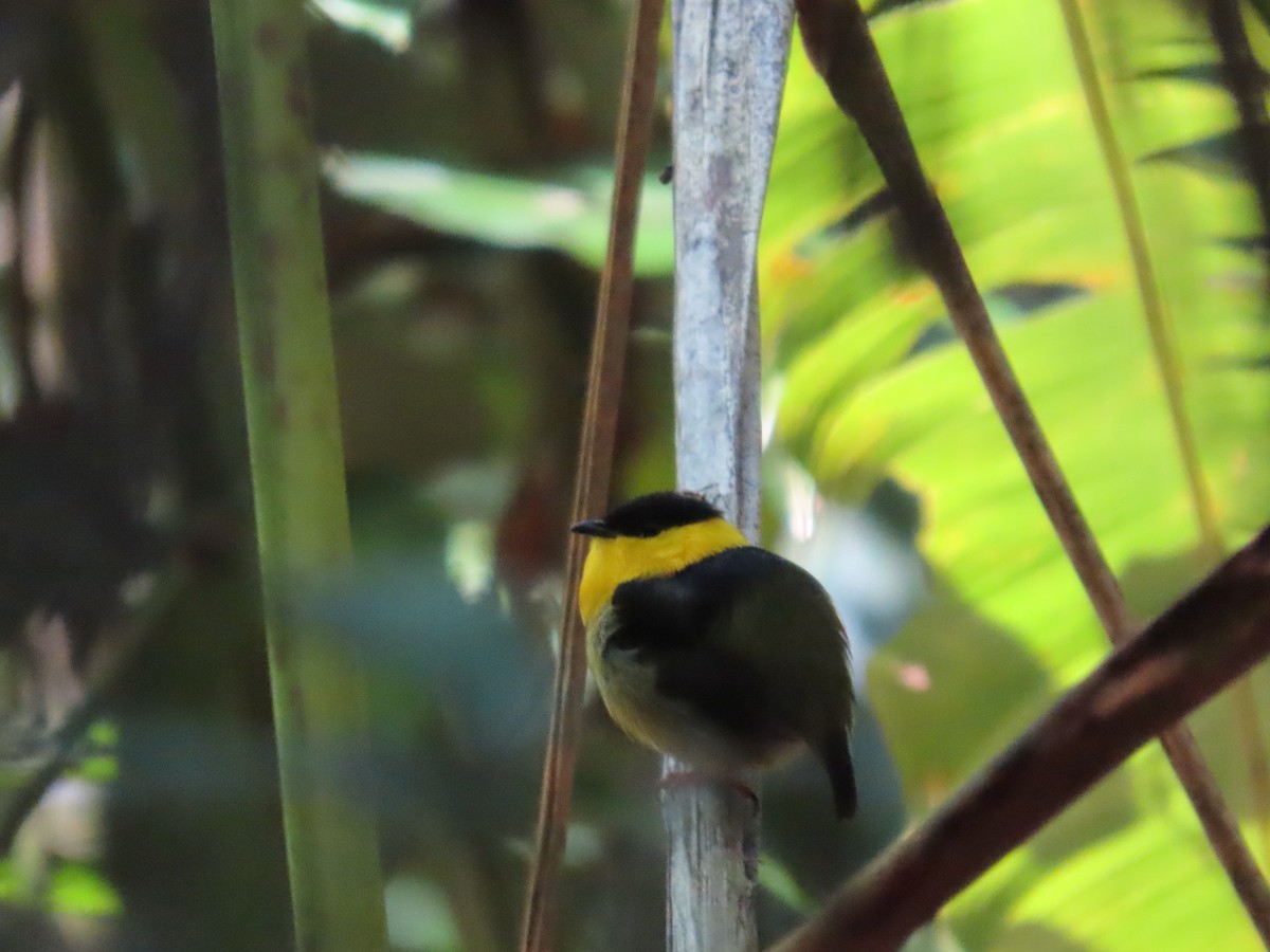 Golden-collared Manakin - ML622079887