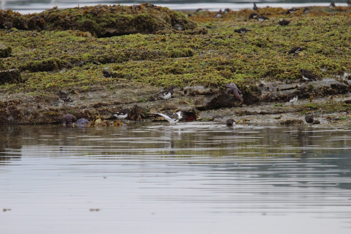 Black Turnstone - ML622079890