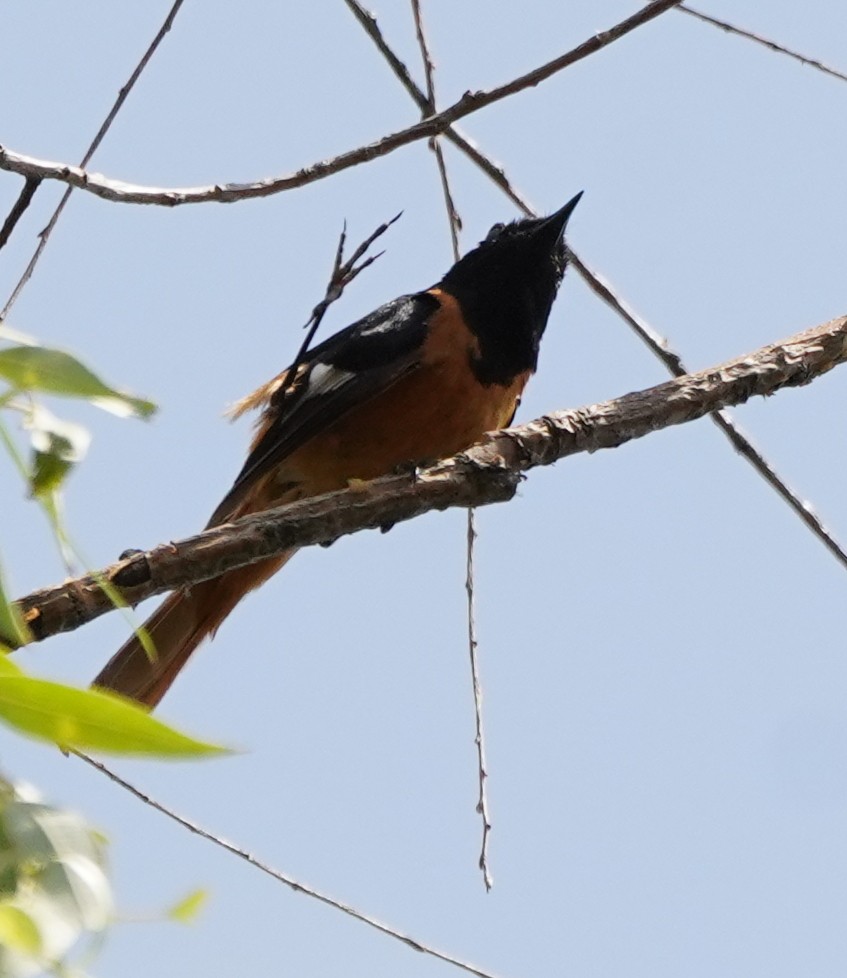 Daurian Redstart - ML622079892