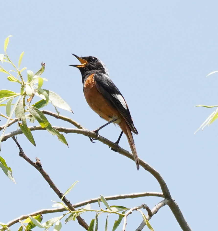 Daurian Redstart - ML622079893