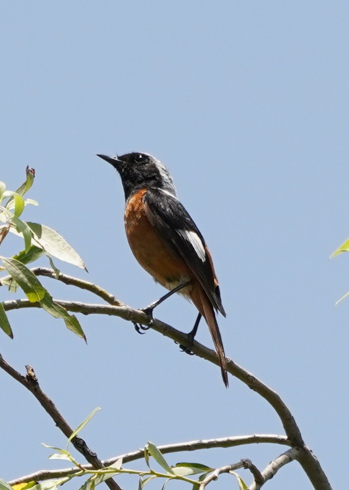 Daurian Redstart - ML622079894