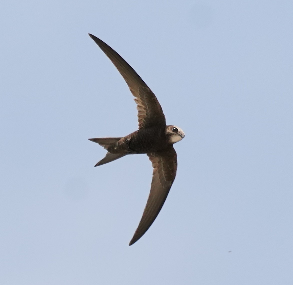 Common Swift - ML622079896