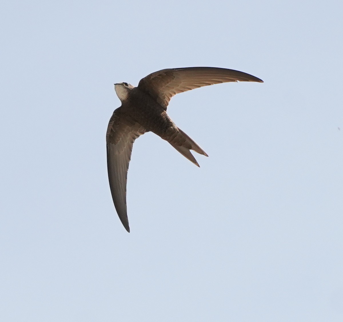 Common Swift - ML622079897