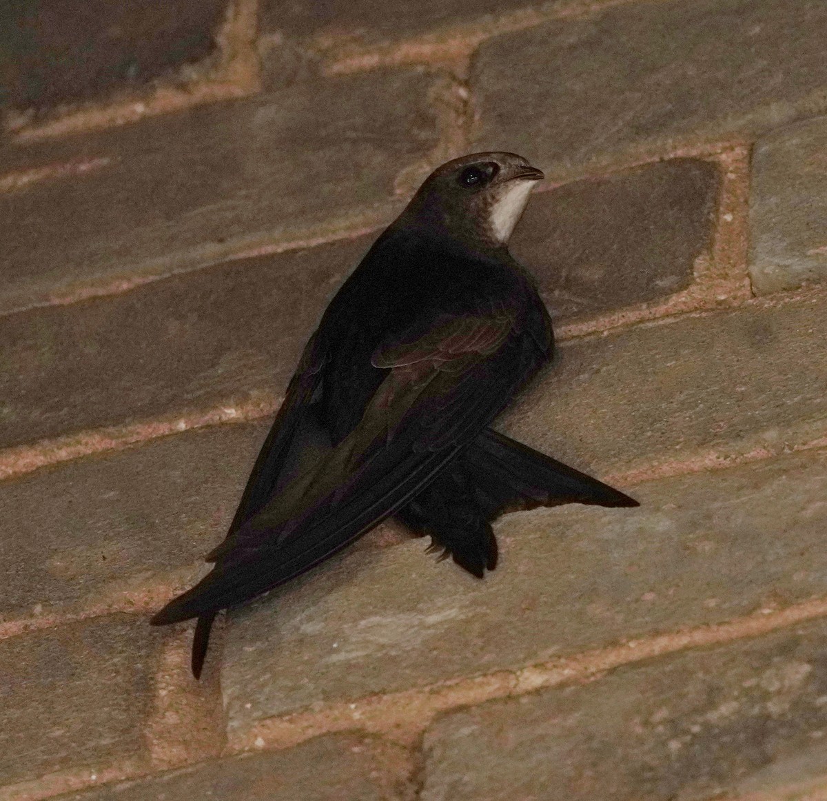 Common Swift - ML622079899