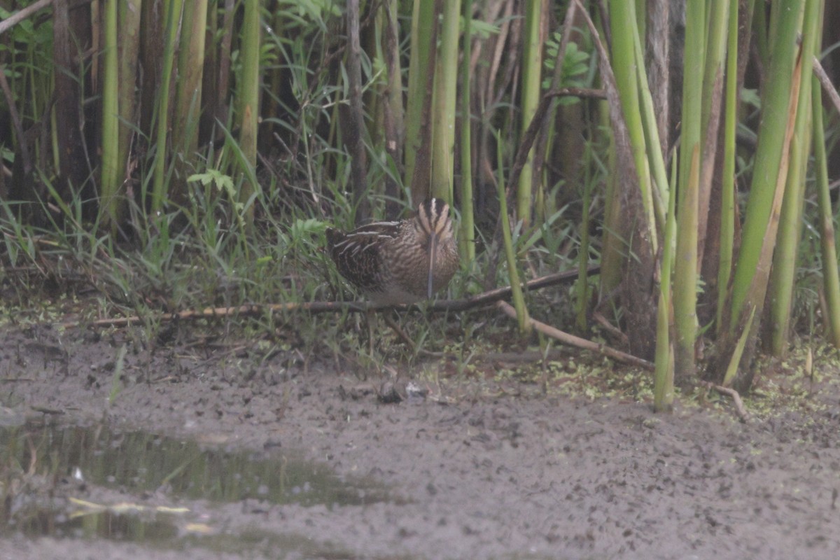 Common Gallinule - ML622079900