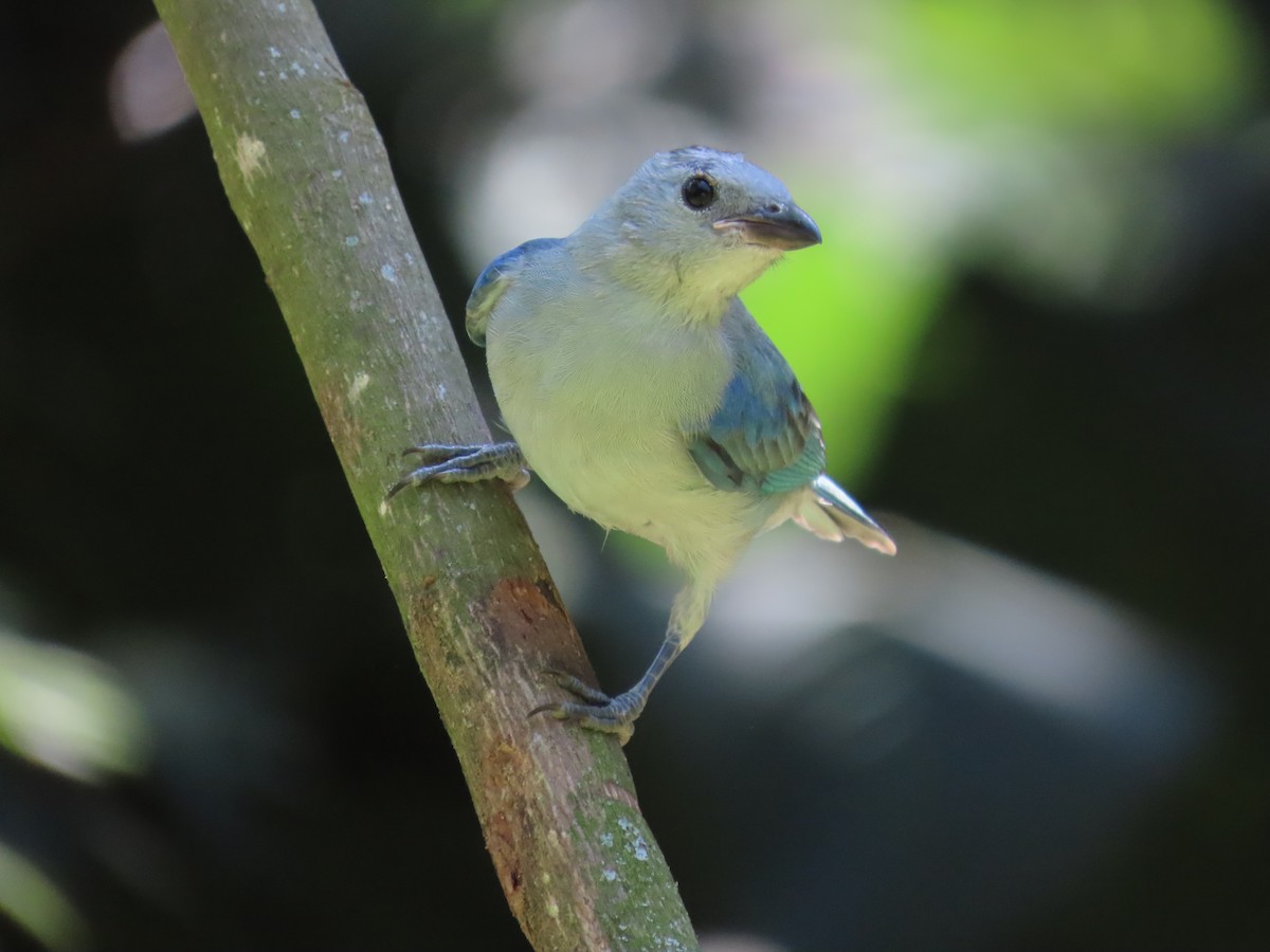 Blue-gray Tanager - ML622079905