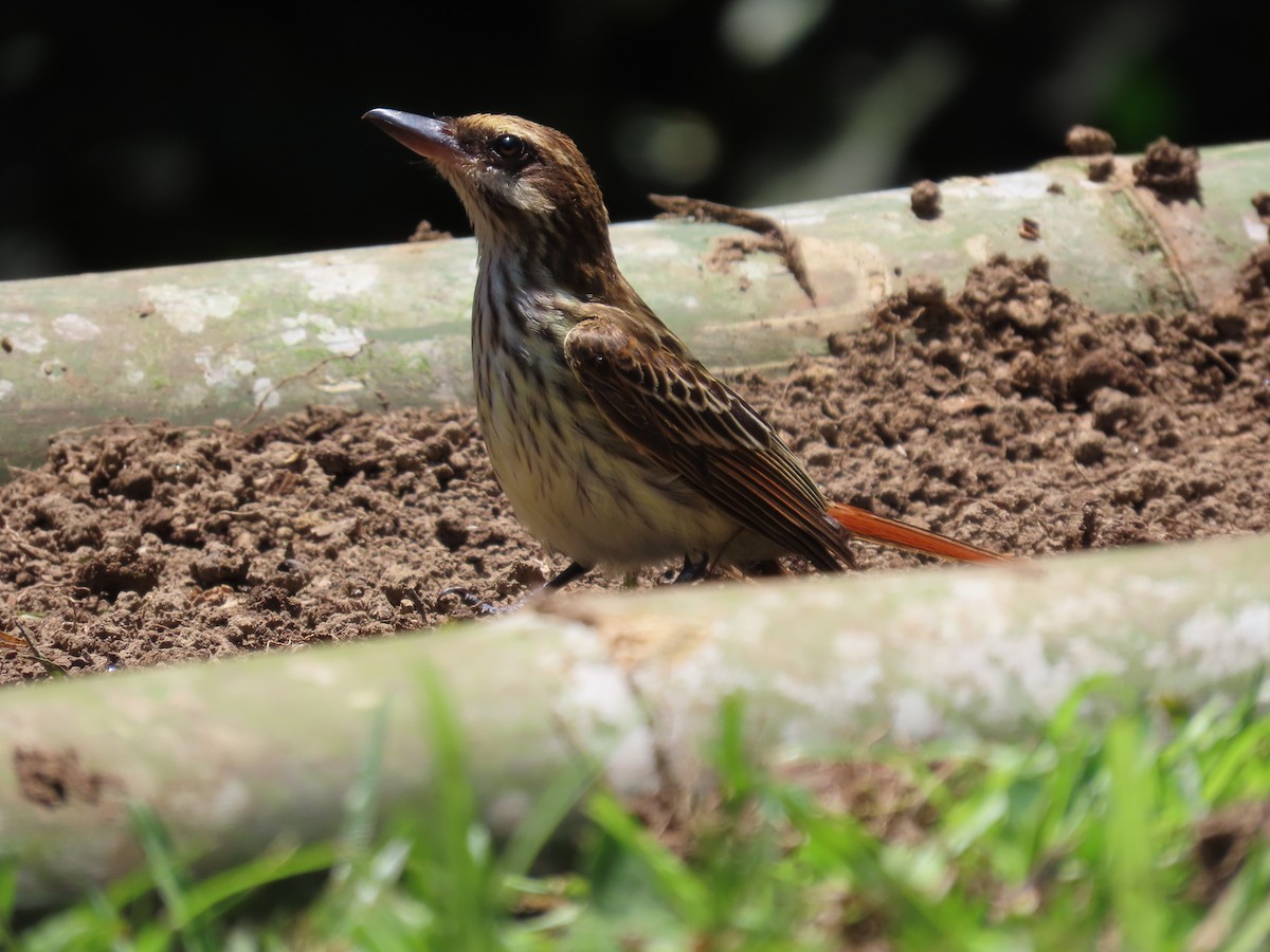 Streaked Flycatcher - ML622079907