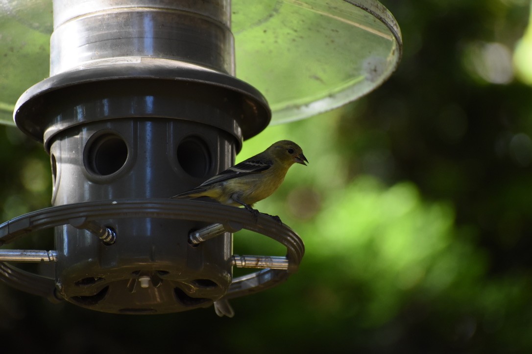 Lesser Goldfinch - Joshua Galpern