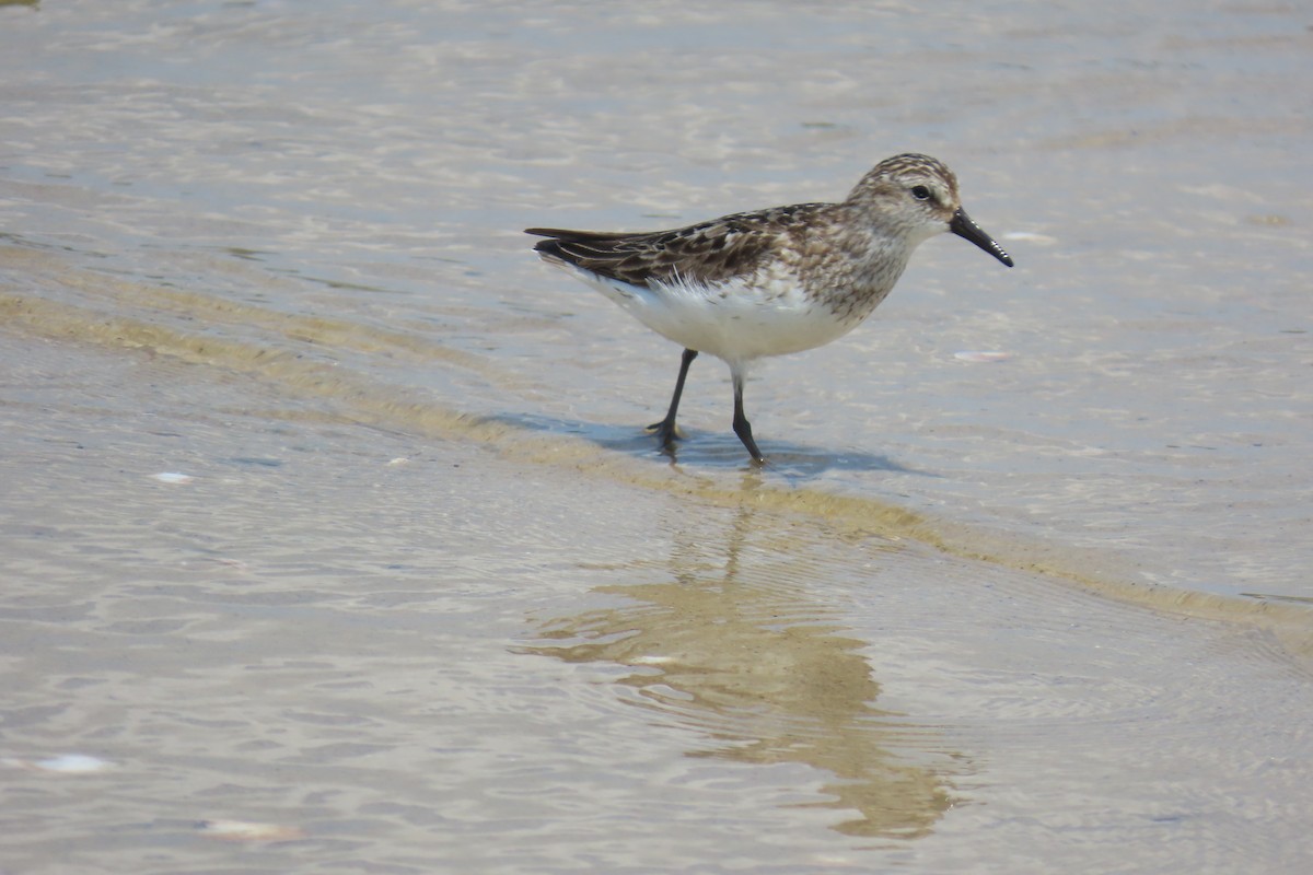 Semipalmated Sandpiper - ML622079910