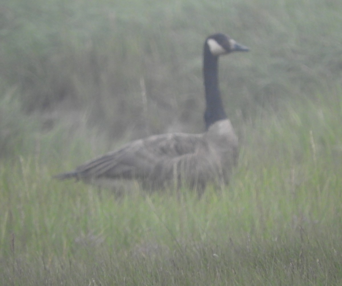 Canada Goose - ML622079912