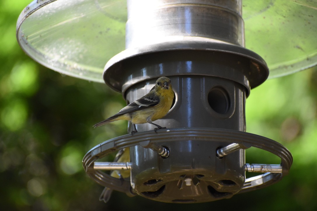 Lesser Goldfinch - ML622079913