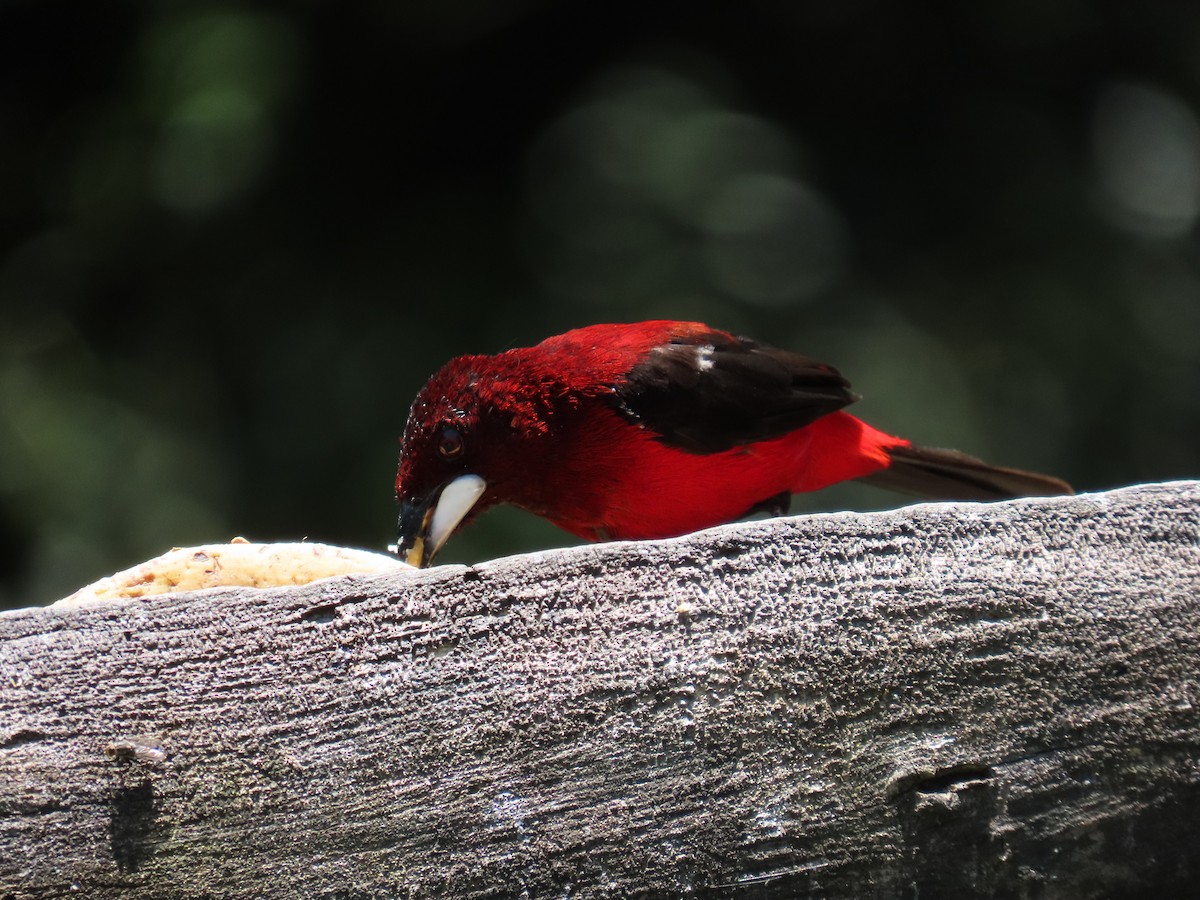 Crimson-backed Tanager - ML622079914