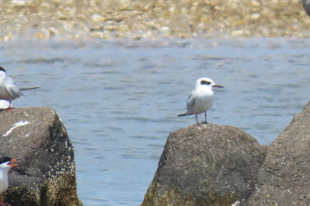 Forster's Tern - ML622079915