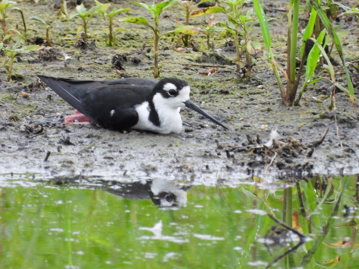 Black-necked Stilt - ML622079917