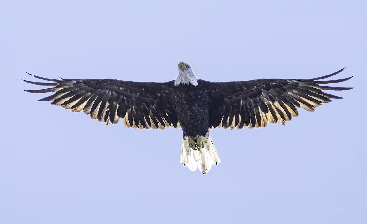 Bald Eagle - Curt Morgan