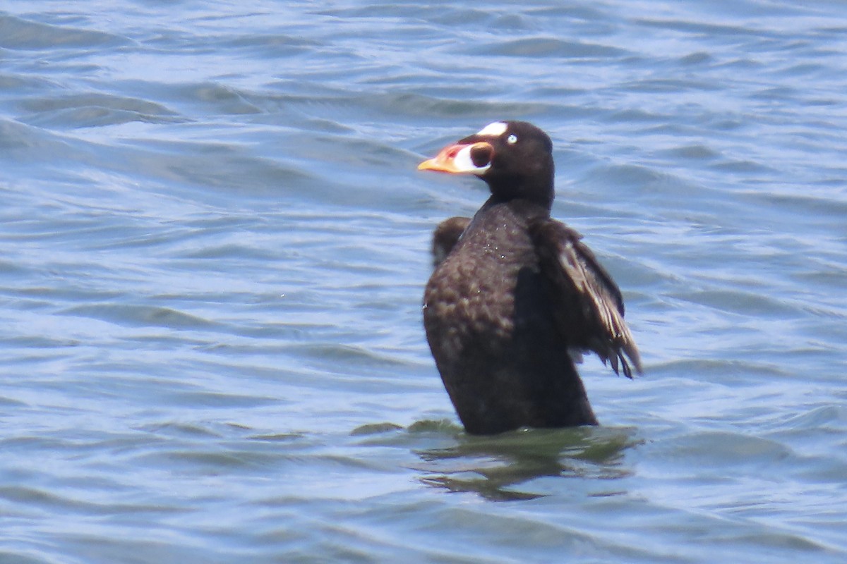 Surf Scoter - ML622079919