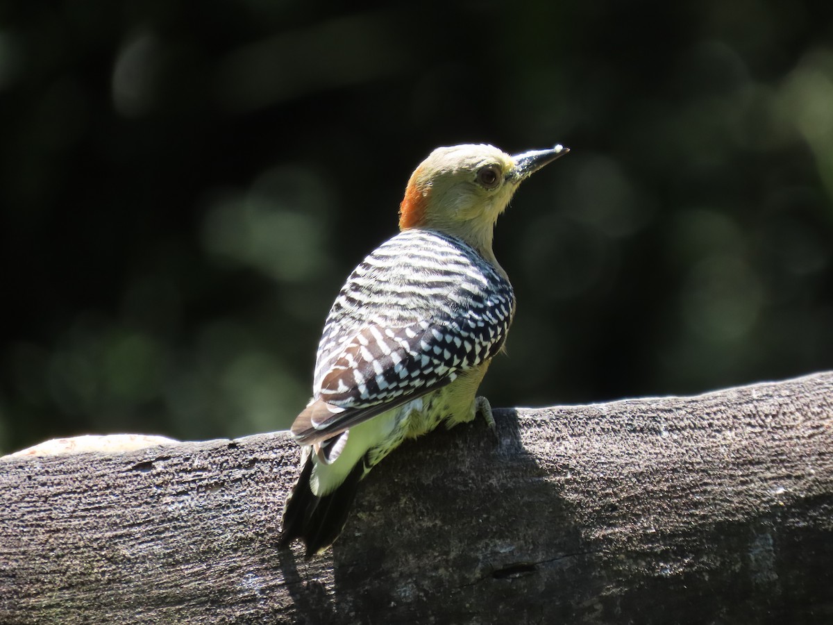 Red-crowned Woodpecker - ML622079927