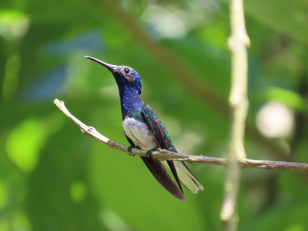 White-necked Jacobin - ML622079945