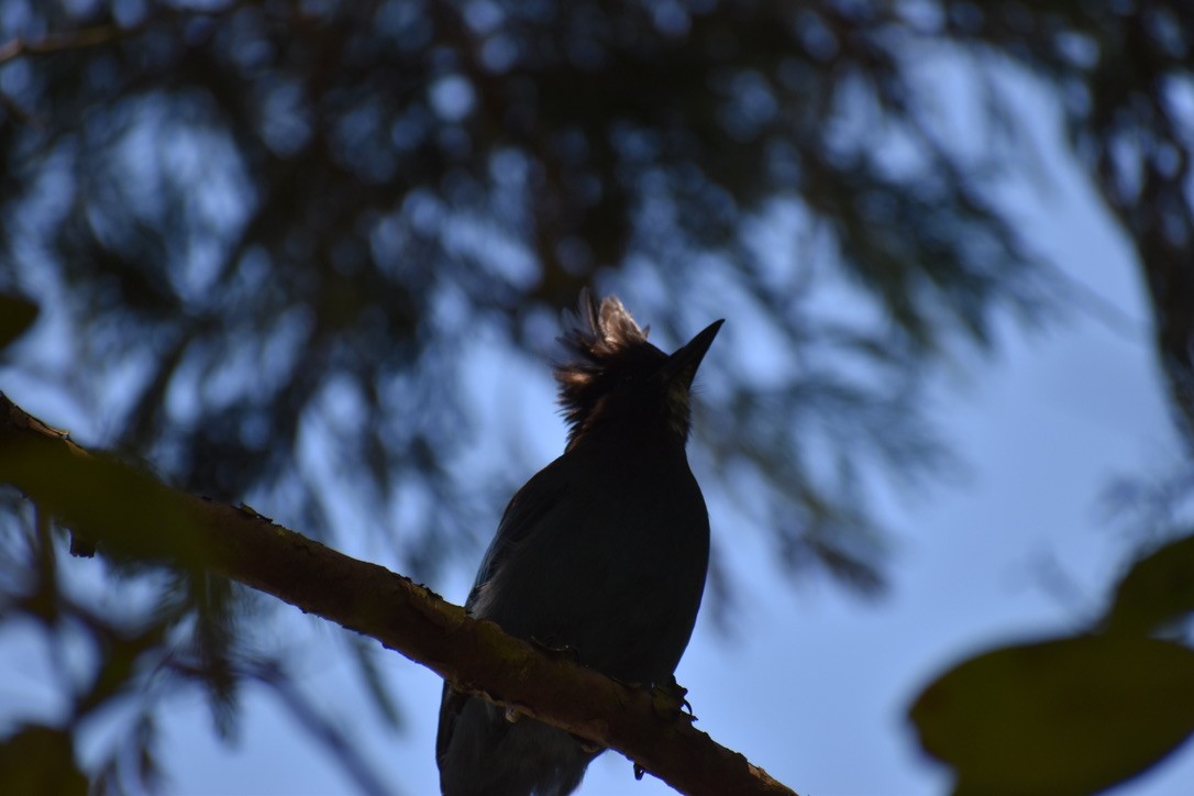 Steller's Jay (Coastal) - ML622079946