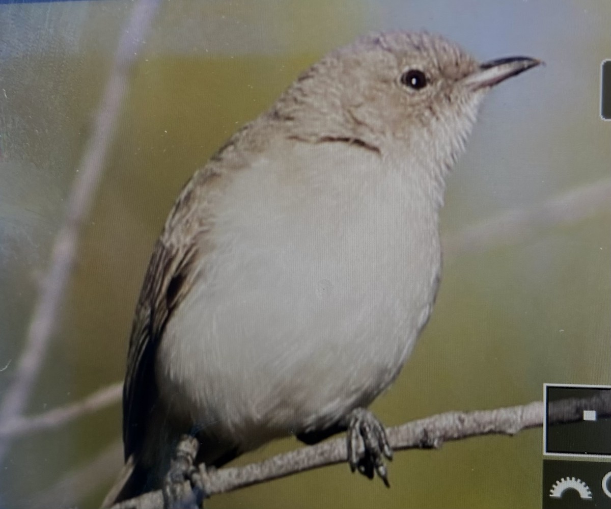 Gray Honeyeater - ML622079947