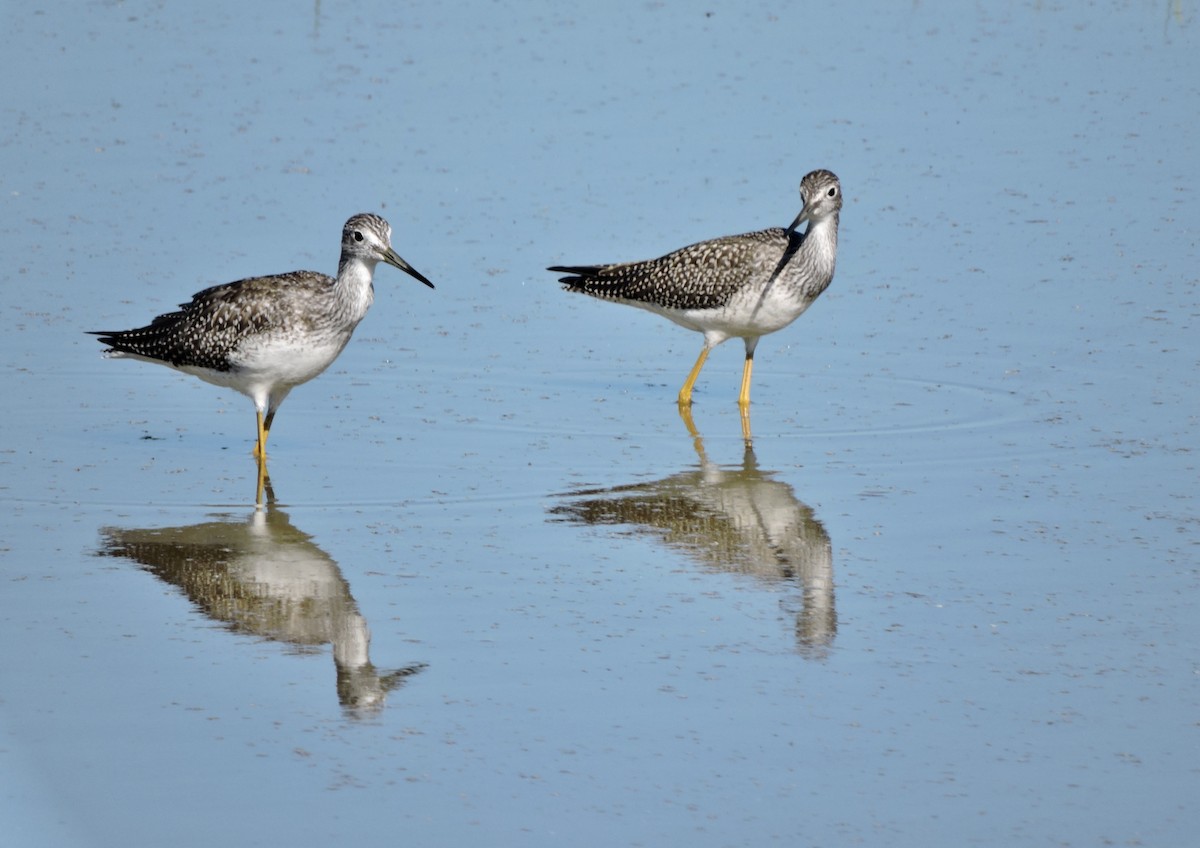 Greater Yellowlegs - ML622079948