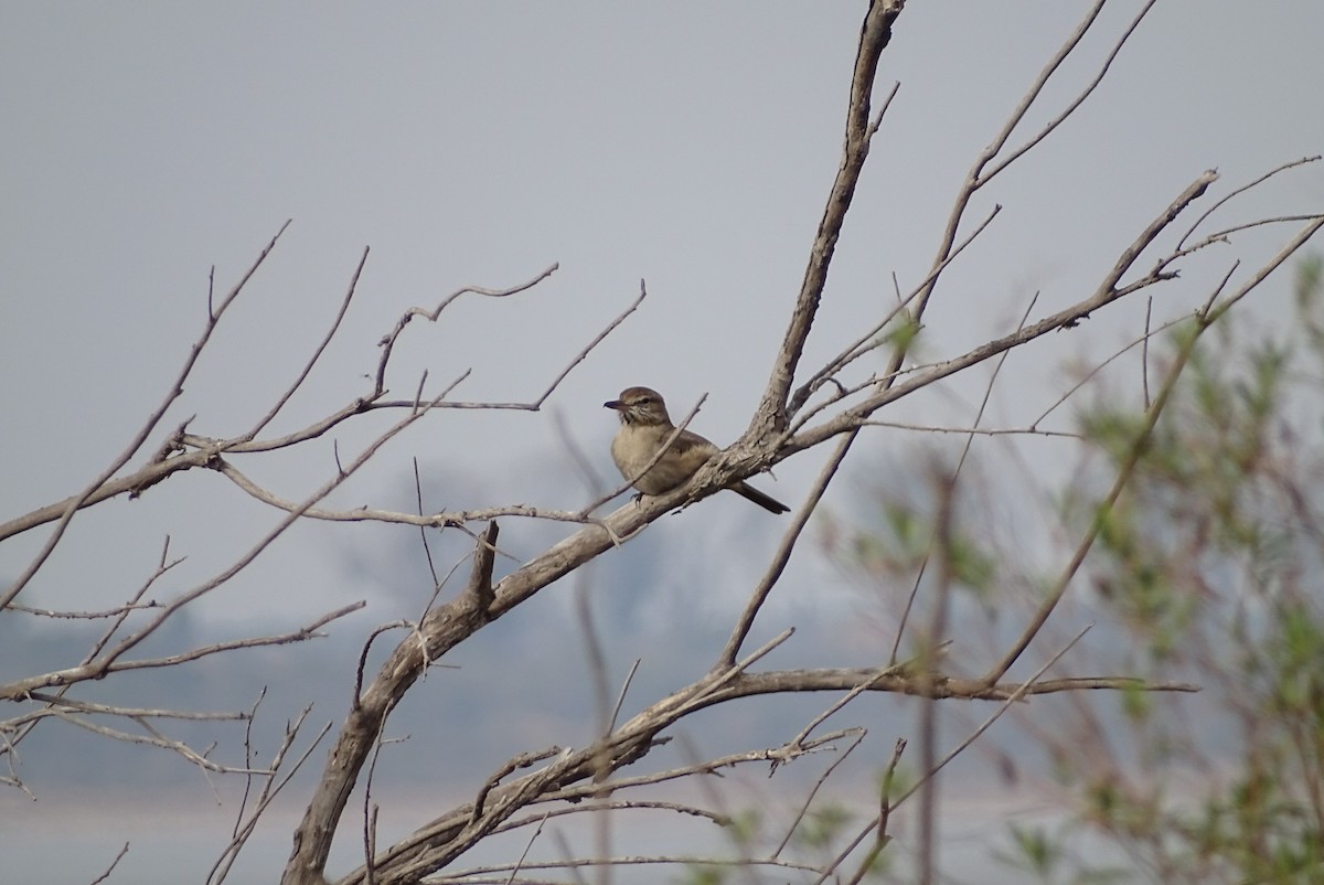 Gray-bellied Shrike-Tyrant - ML622079949