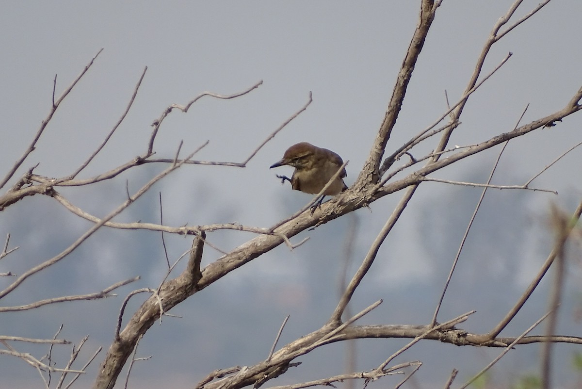 Gray-bellied Shrike-Tyrant - ML622079950