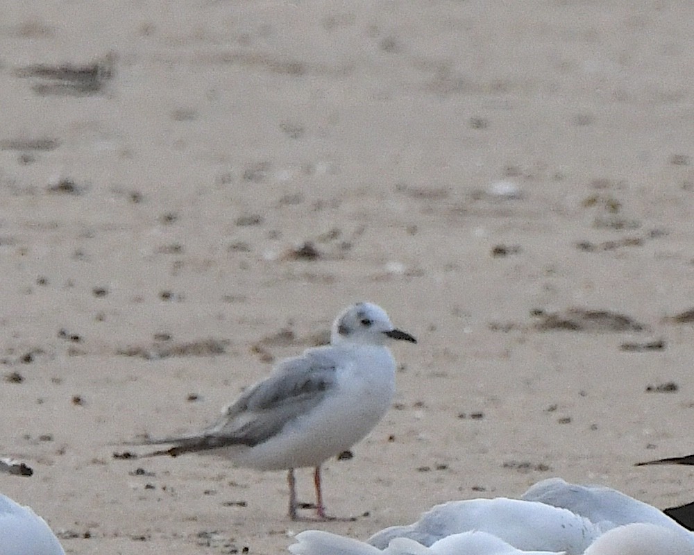 Bonaparte's Gull - ML622079952