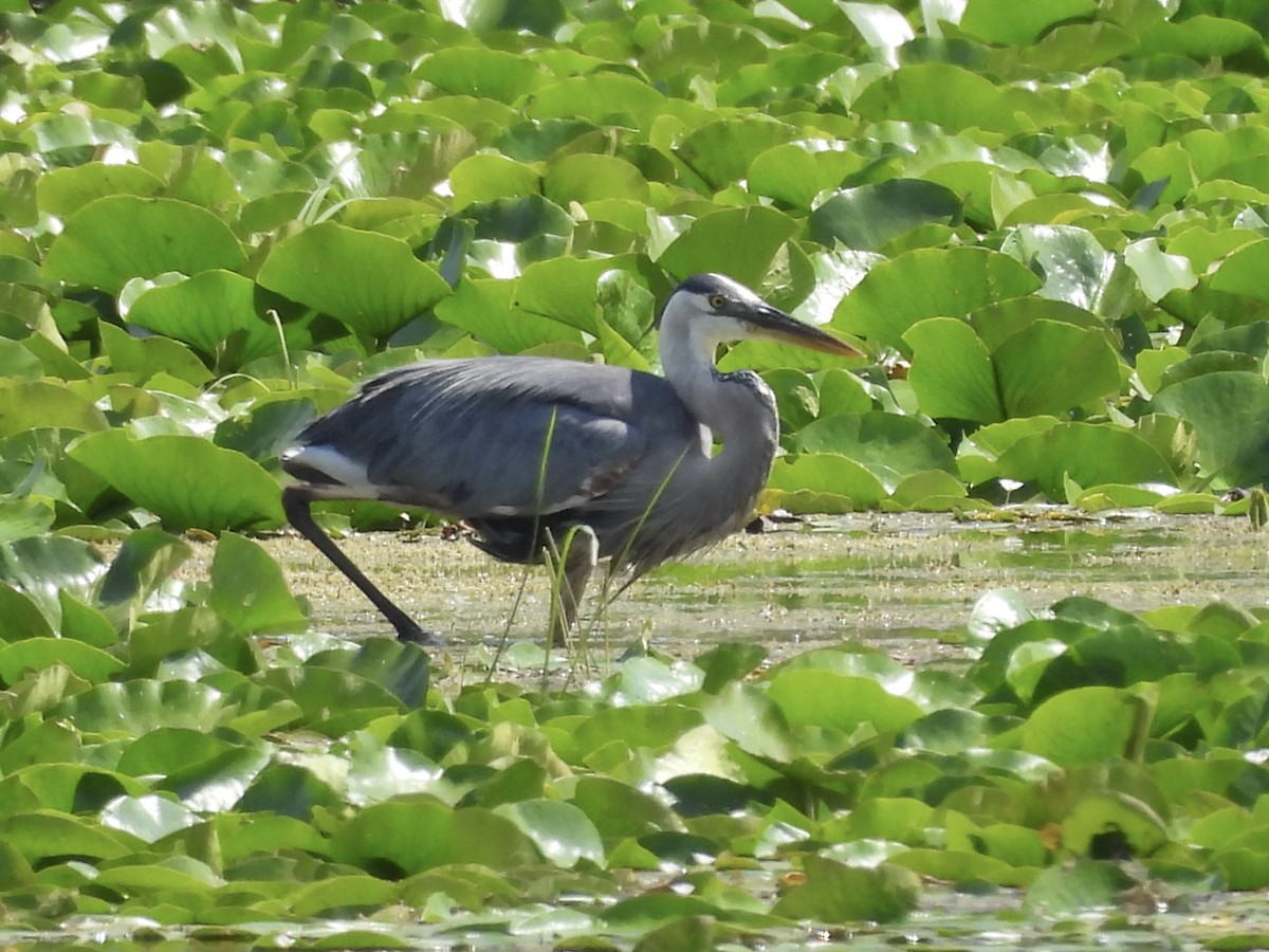 Great Blue Heron - ML622079953