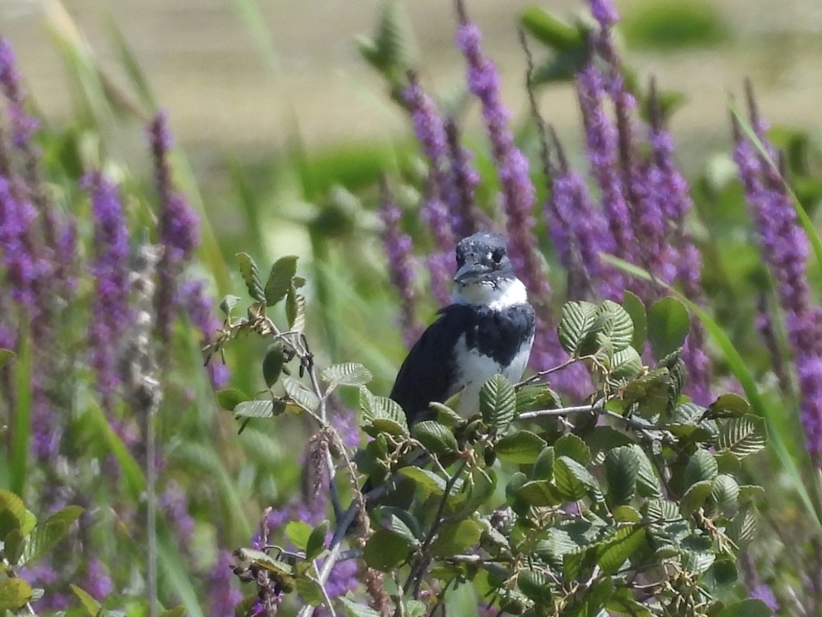 Belted Kingfisher - ML622079956