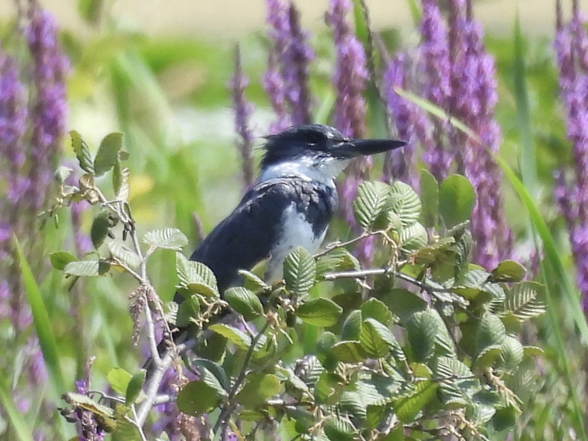Belted Kingfisher - ML622079957