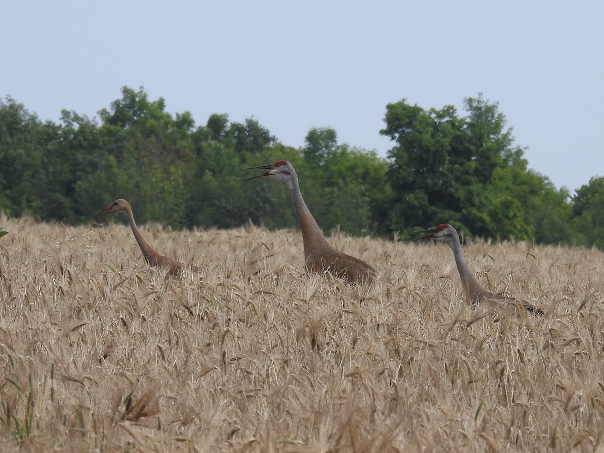 Sandhill Crane - ML622079967