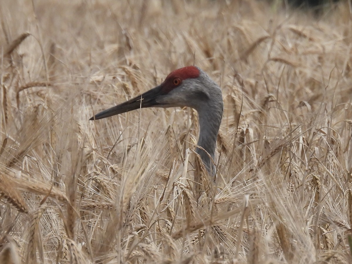 Sandhill Crane - ML622079968