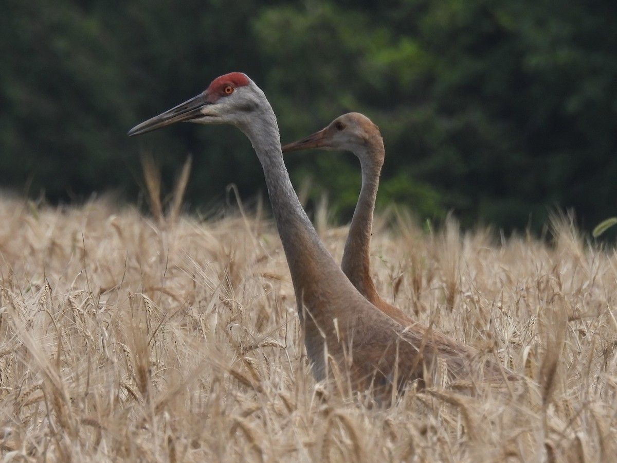 Sandhill Crane - ML622079969