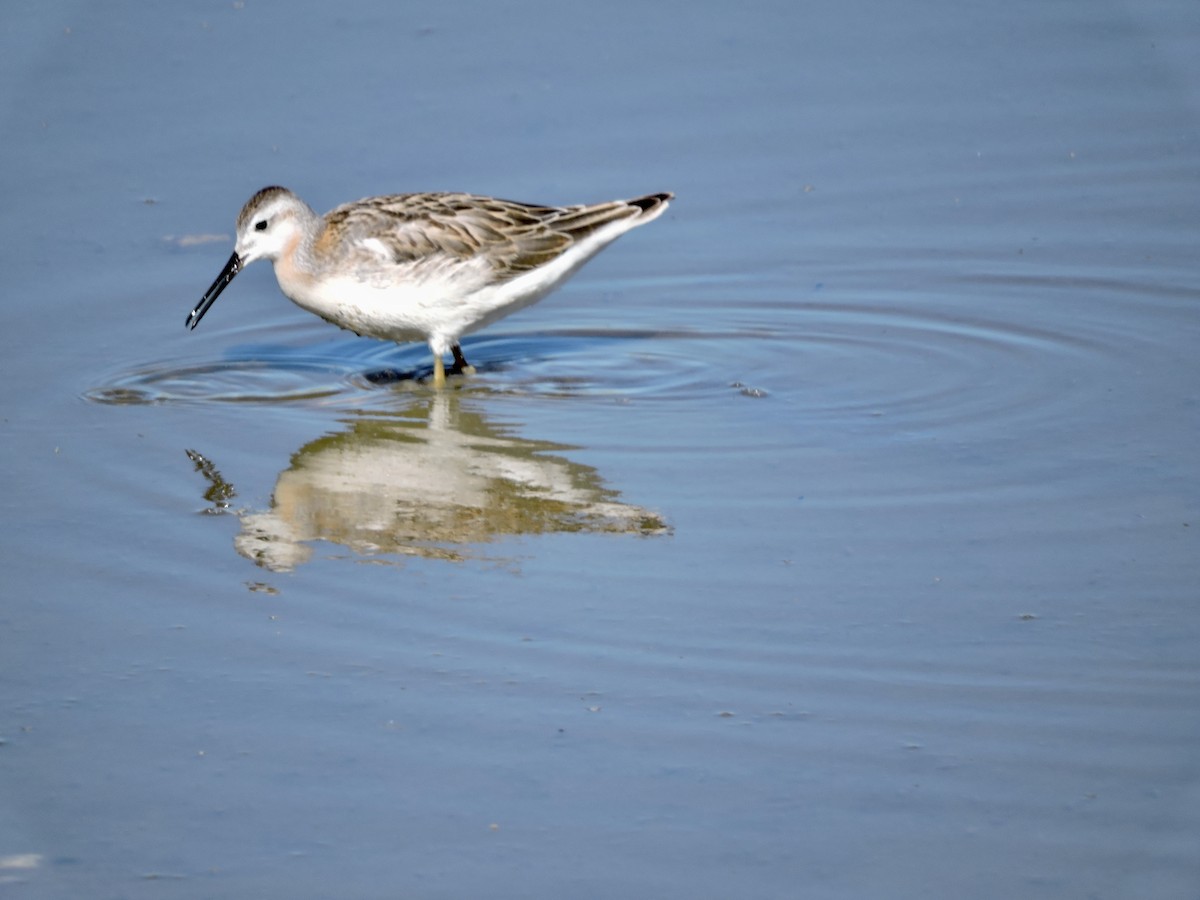 Wilson's Phalarope - ML622079970