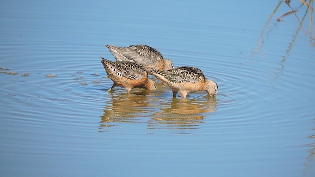 Long-billed Dowitcher - ML622079973