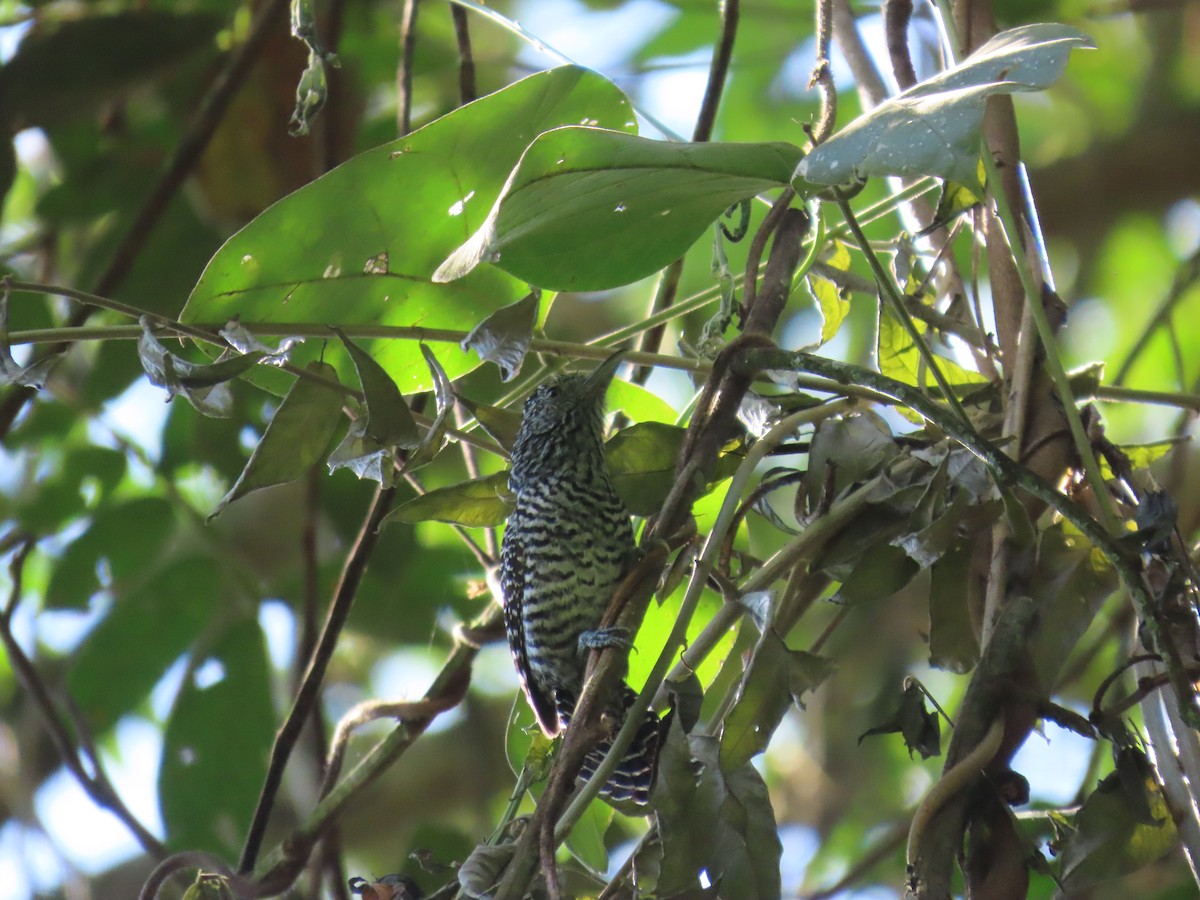 Bar-crested Antshrike - ML622079976