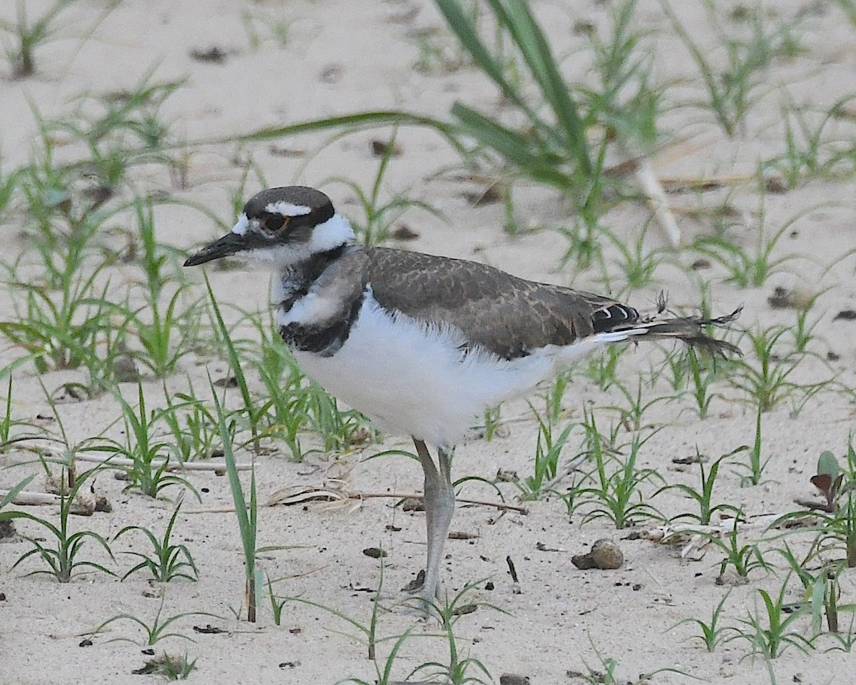 Killdeer - ML622079977