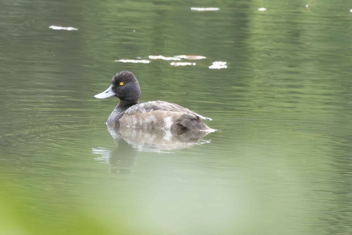 Lesser Scaup - ML622079978