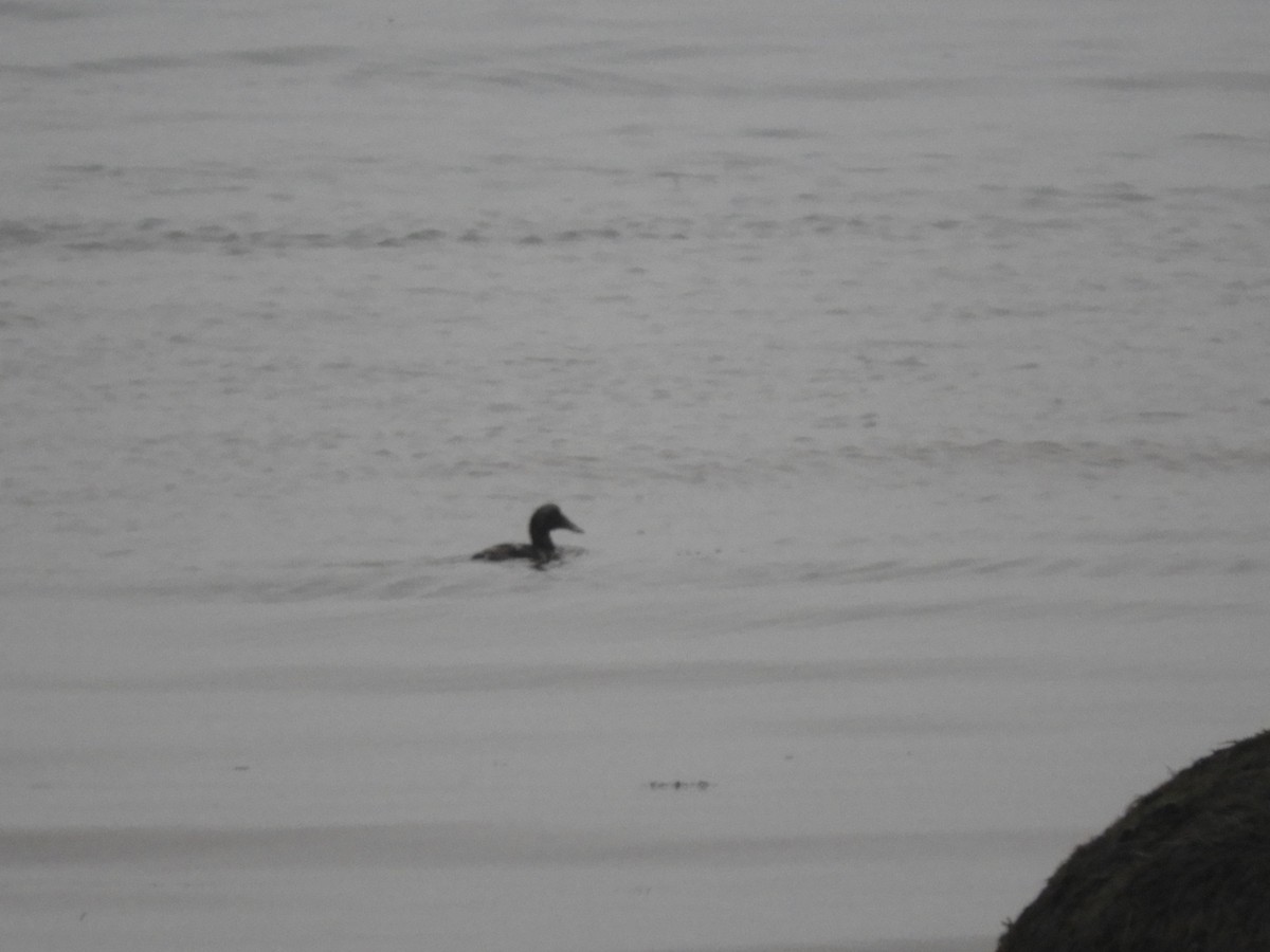 Common Eider - Kathleen Spicer