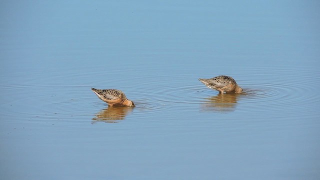 Short-billed Dowitcher - ML622079982