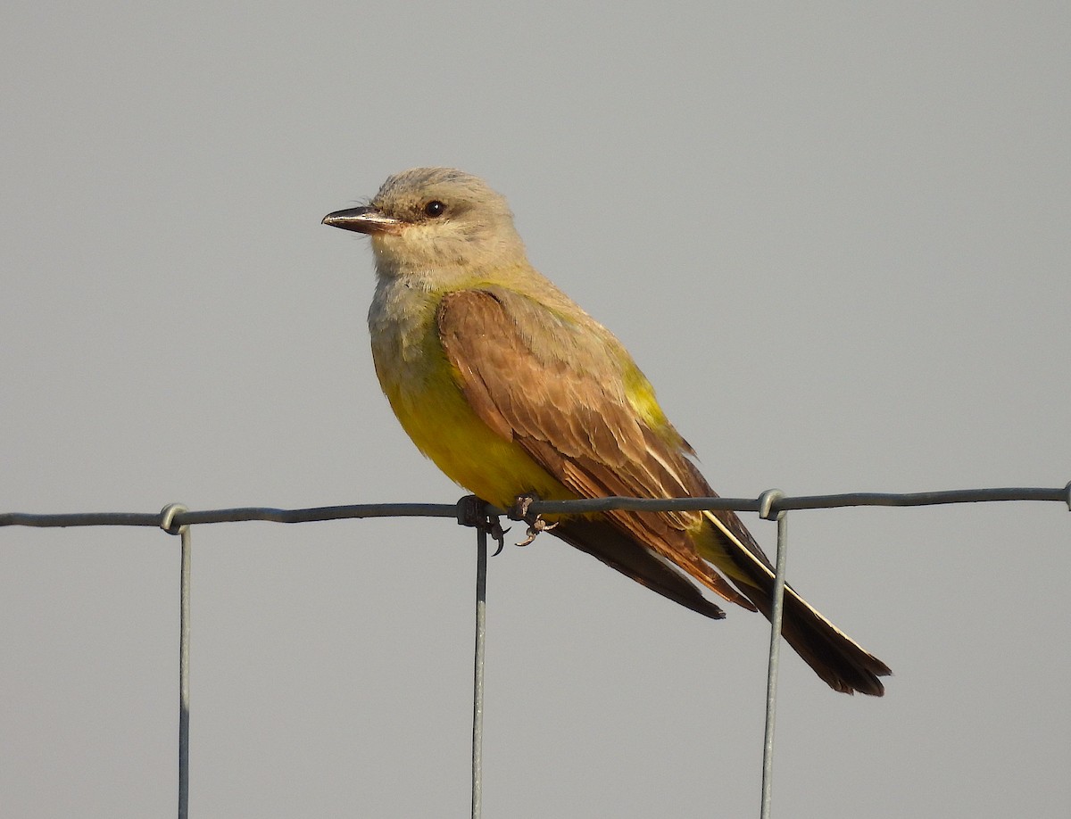 yellow-bellied kingbird sp. - ML622079983