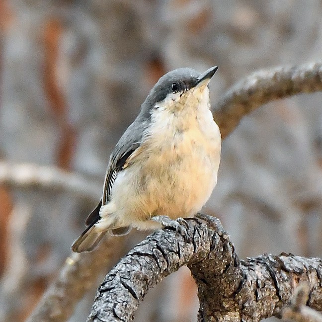 Pygmy Nuthatch - ML622079984