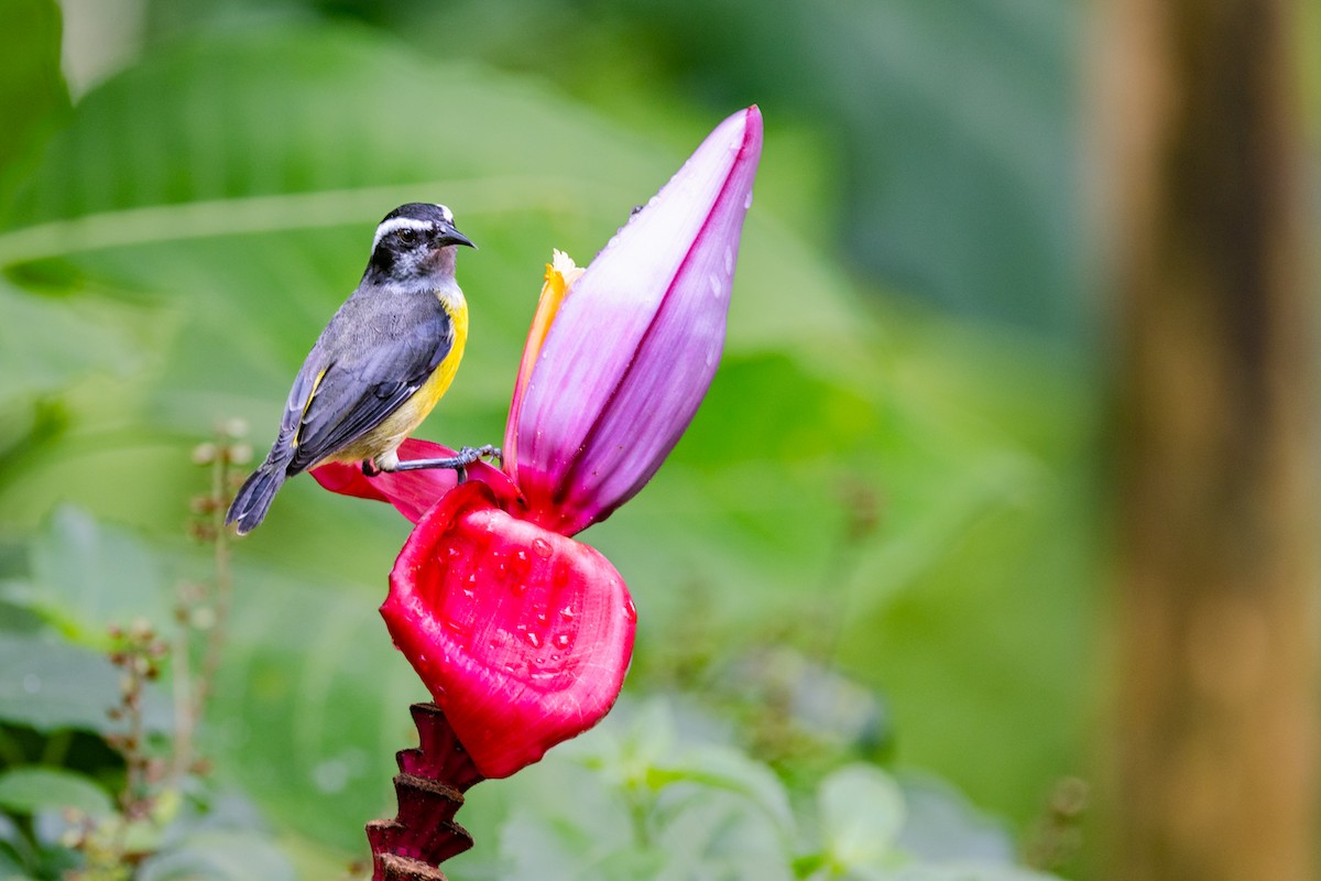 Bananaquit - ML622079985