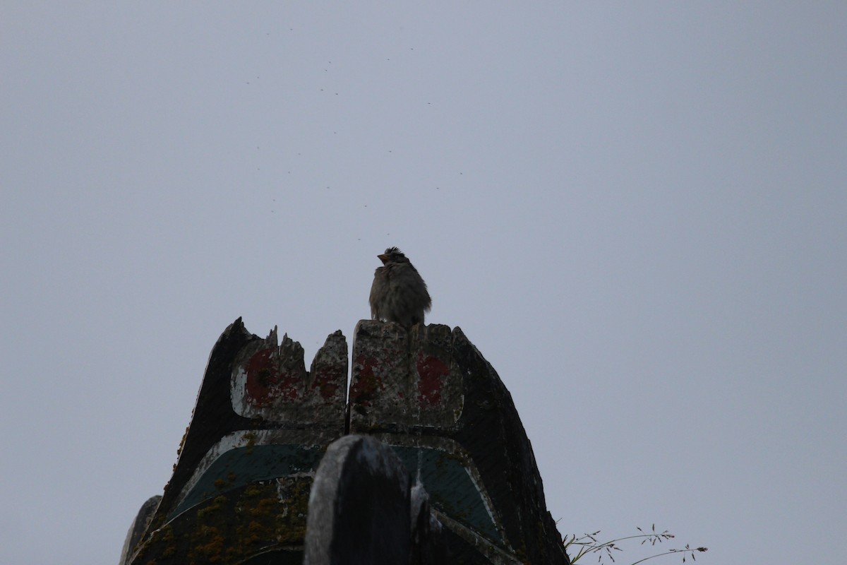 White-crowned Sparrow - ML622079989