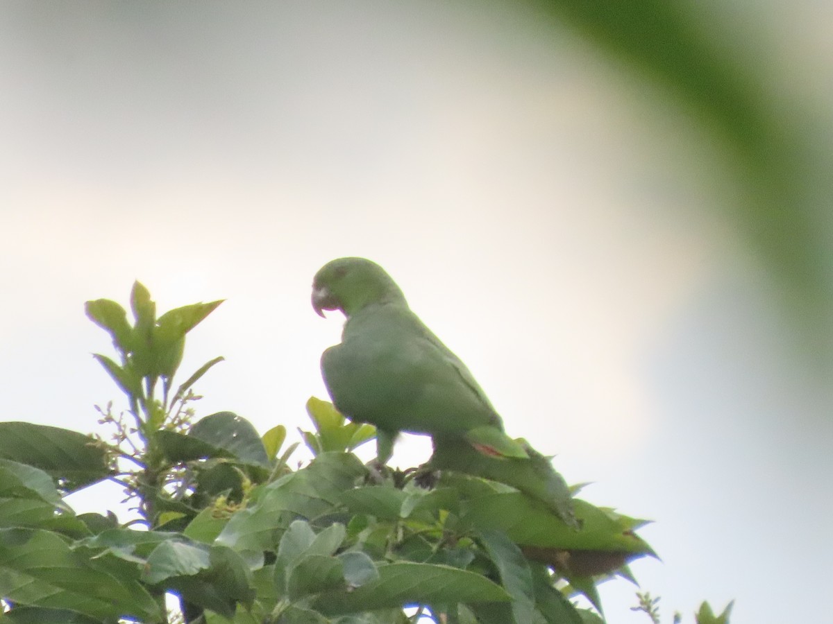 Scaly-naped Parrot - ML622079990