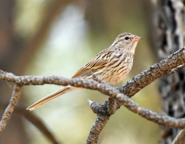 Chipping Sparrow - ML622079991