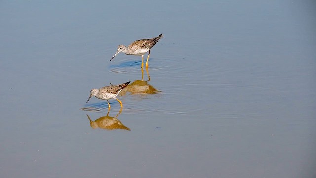 Lesser Yellowlegs - ML622079992