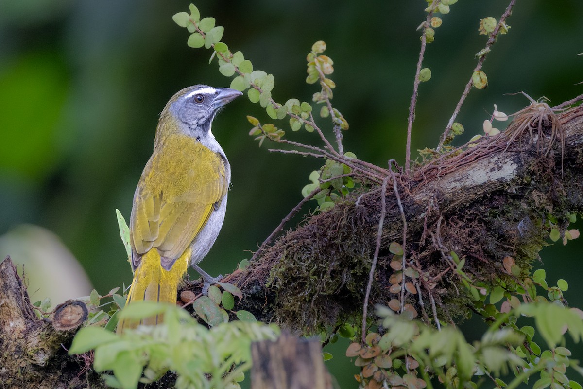 Buff-throated Saltator - ML622079994