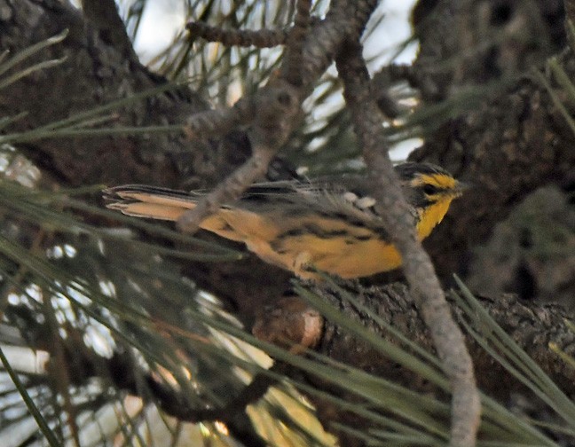 Grace's Warbler - Denny Granstrand